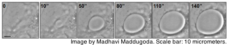 Cellular dewetting